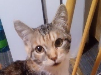 Male & Female Kitens 3 months old