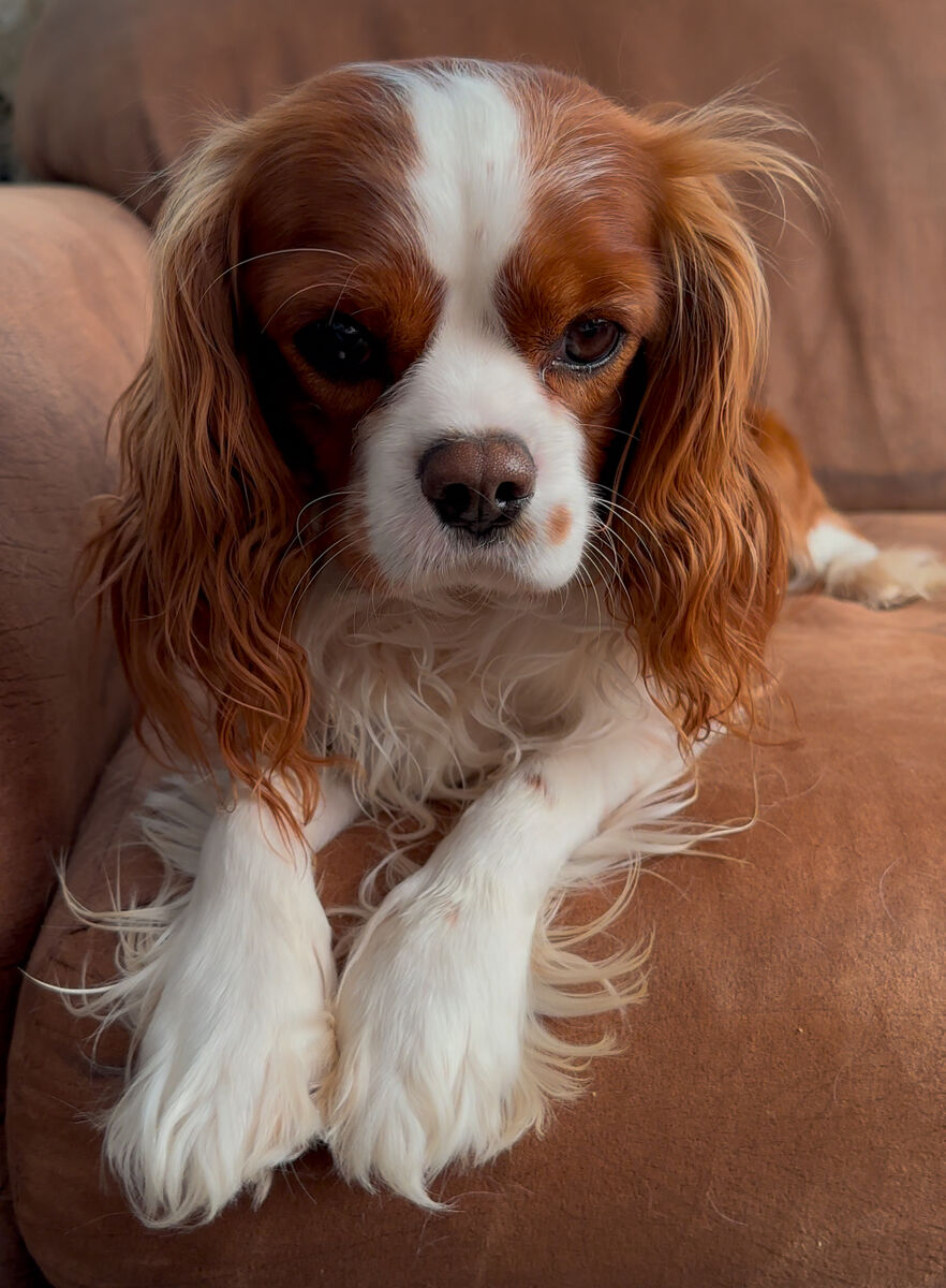 AKC Cavalier King Charles Spaniel Stud