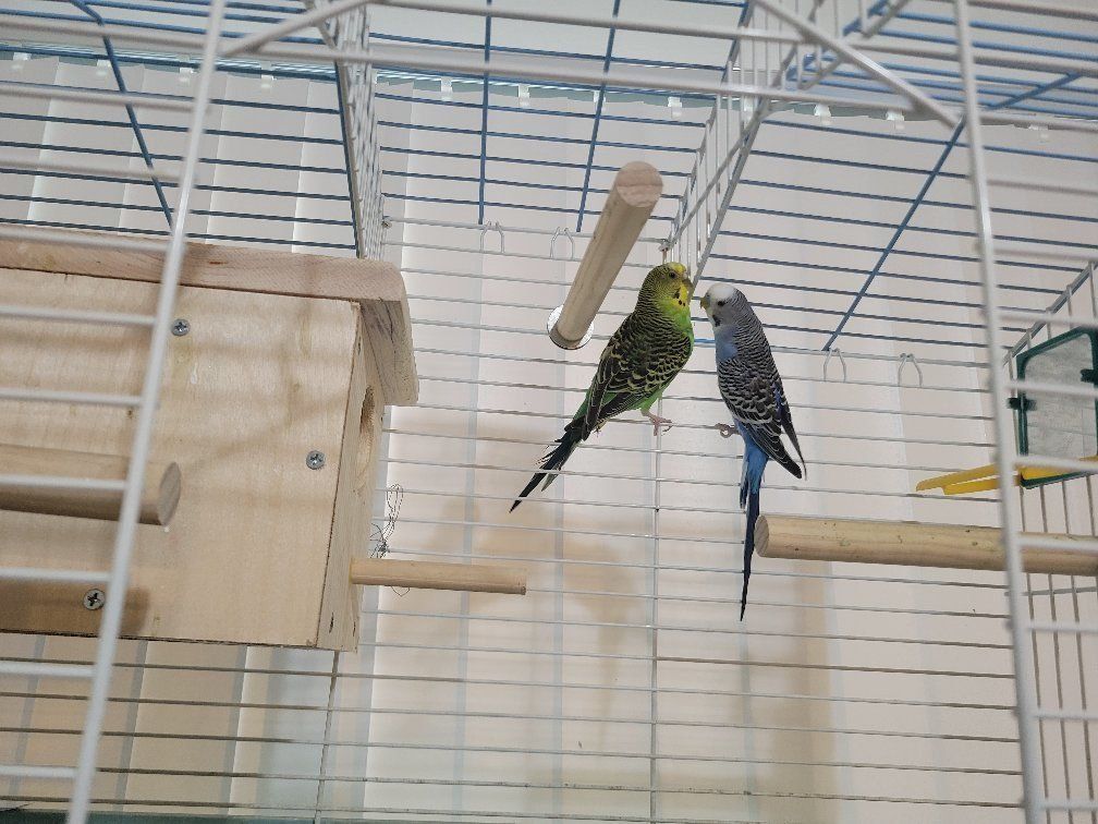 Birds