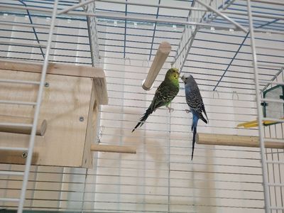 Birds