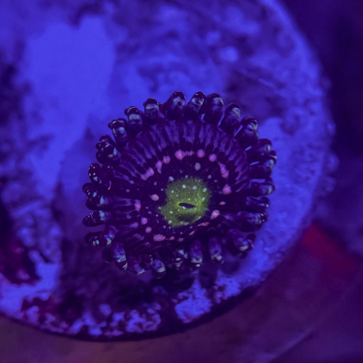 Main image 2