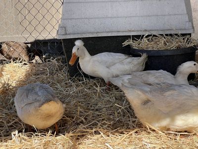 Duck hens