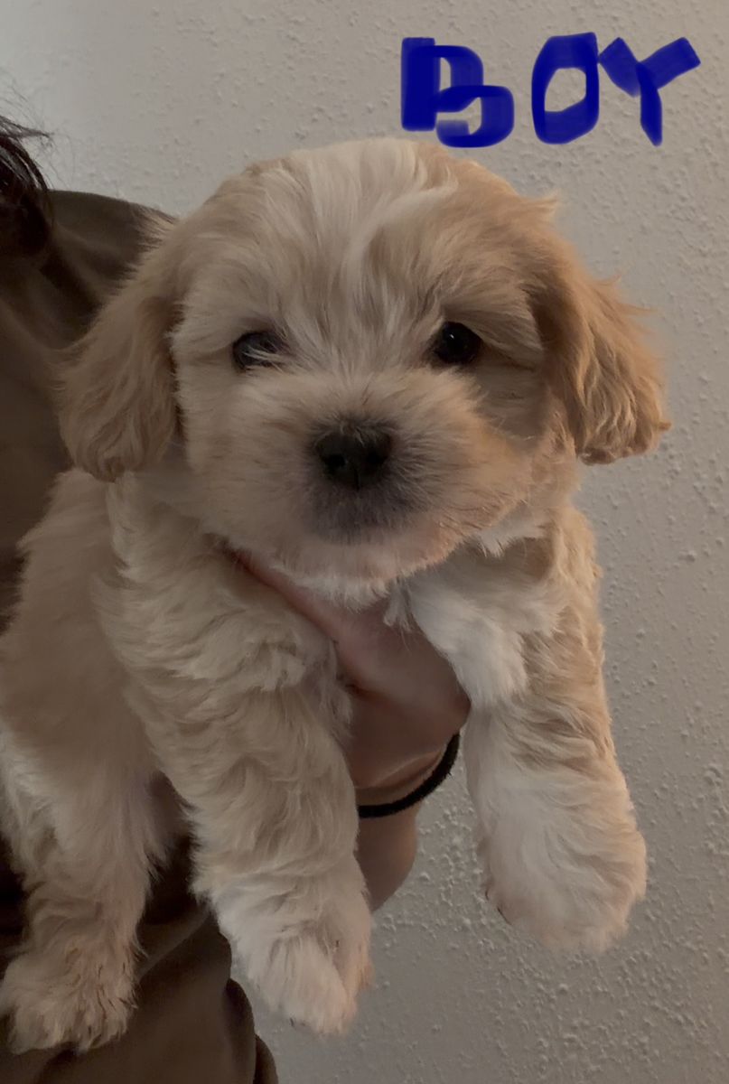 Shihpoo puppies