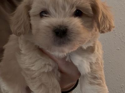 Shihpoo puppies