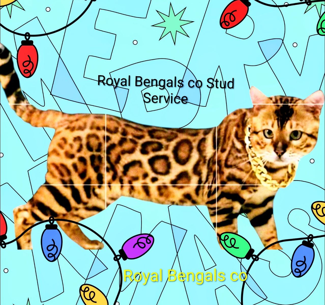 ROYAL-- Show Quality - Purebred Bengal Stud Services
 Tica Registered Studs ( Breeding Schedule OPEN )