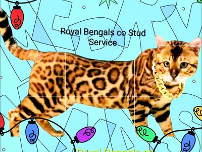 ROYAL-- Show Quality - Purebred Bengal Stud Services
Tica Registered Studs ( Breeding Schedule OPEN )
