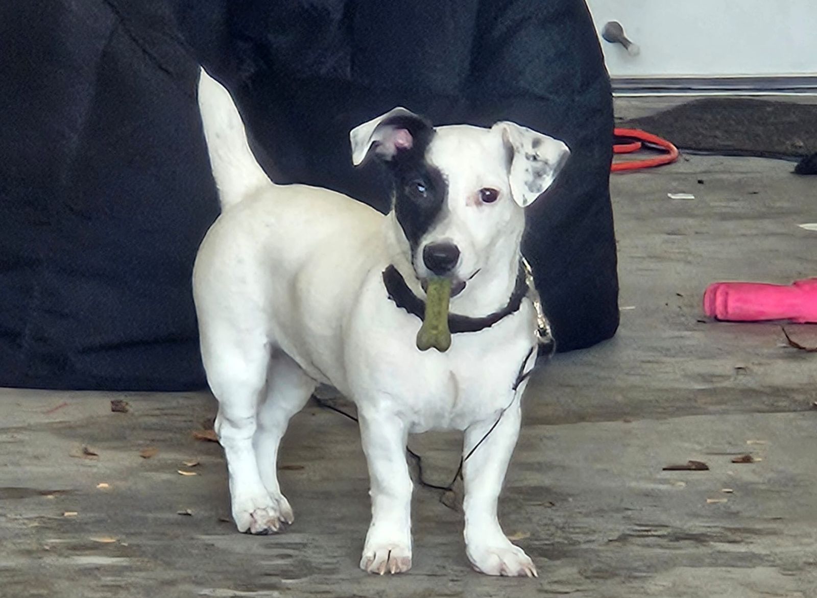 Jack Russell Terrier