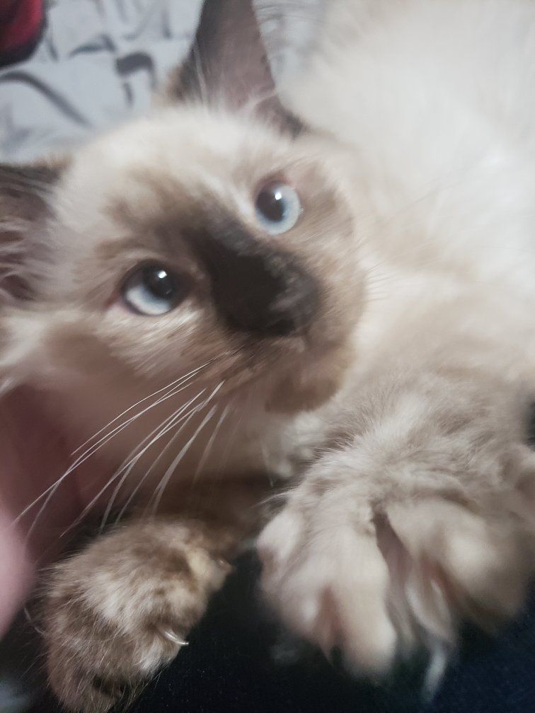 Ragoll Minx with Blue Eyes