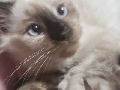 Ragoll Minx with Blue Eyes