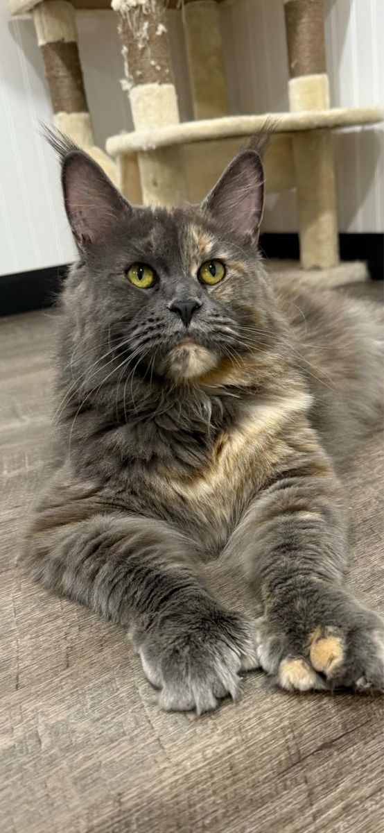 Blue Tortie Poly Maine Coon