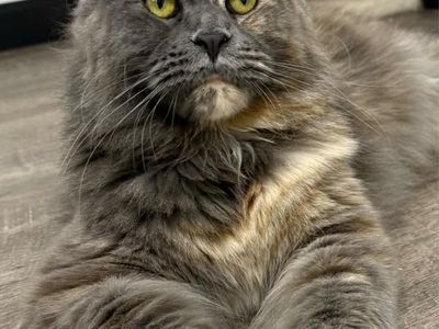 Blue Tortie Poly Maine Coon