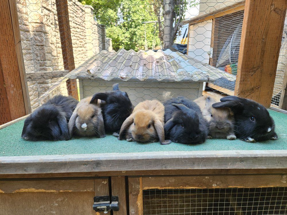 Rex/Holland Lop Mix Baby Bunnies – Ready for New Homes!
