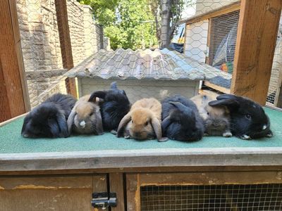 Rex/Holland Lop Mix Baby Bunnies – Ready for New Homes!