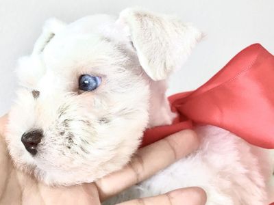 AKC Toy Schnauzer *Stud Service Only*