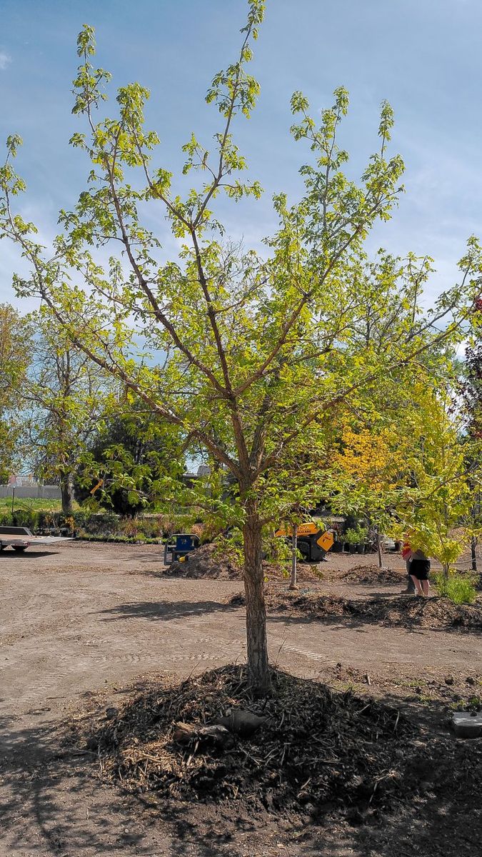 Established Large Shade Trees
