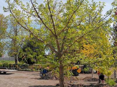 Established Large Shade Trees