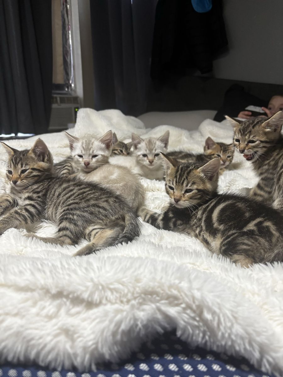 Half Bengal/Tabby kittens