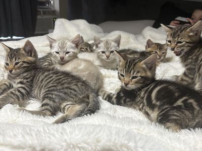 Half Bengal/Tabby kittens