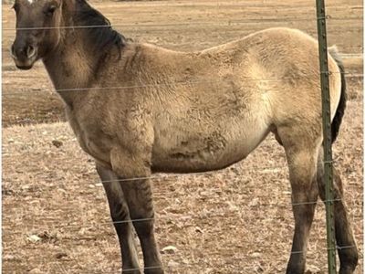 Almost Yearlings AQHA Papered