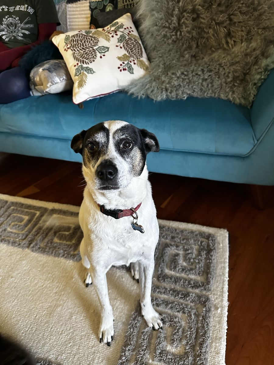 Free dog, ready for a family!!!!!
