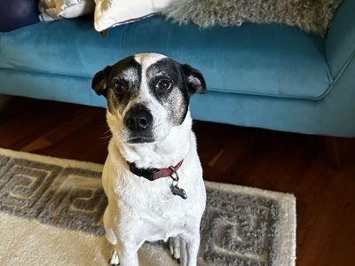 Free dog, ready for a family!!!!!
