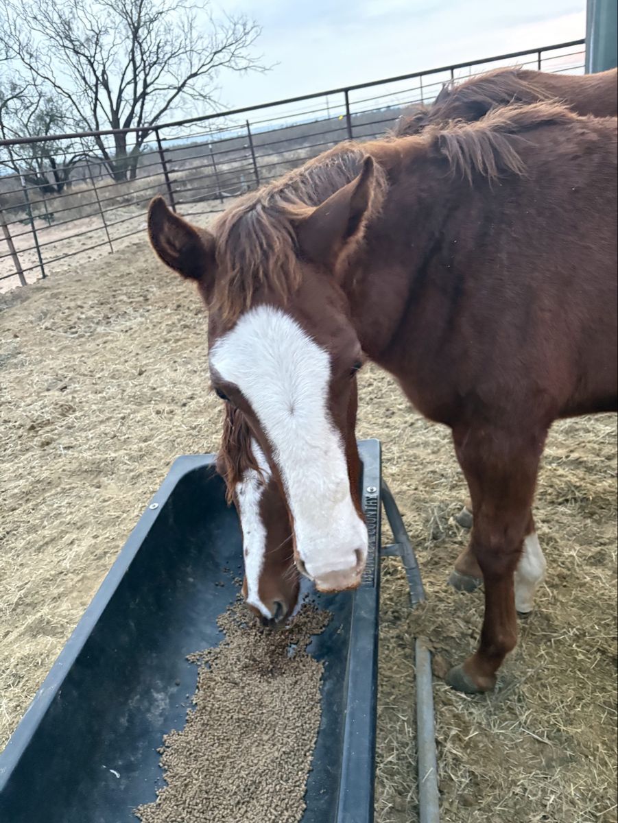 AQHA STUD COLT WITH HIGH BROW AND PLAYGUN LINES