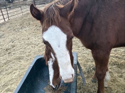 AQHA STUD COLT WITH HIGH BROW AND PLAYGUN LINES