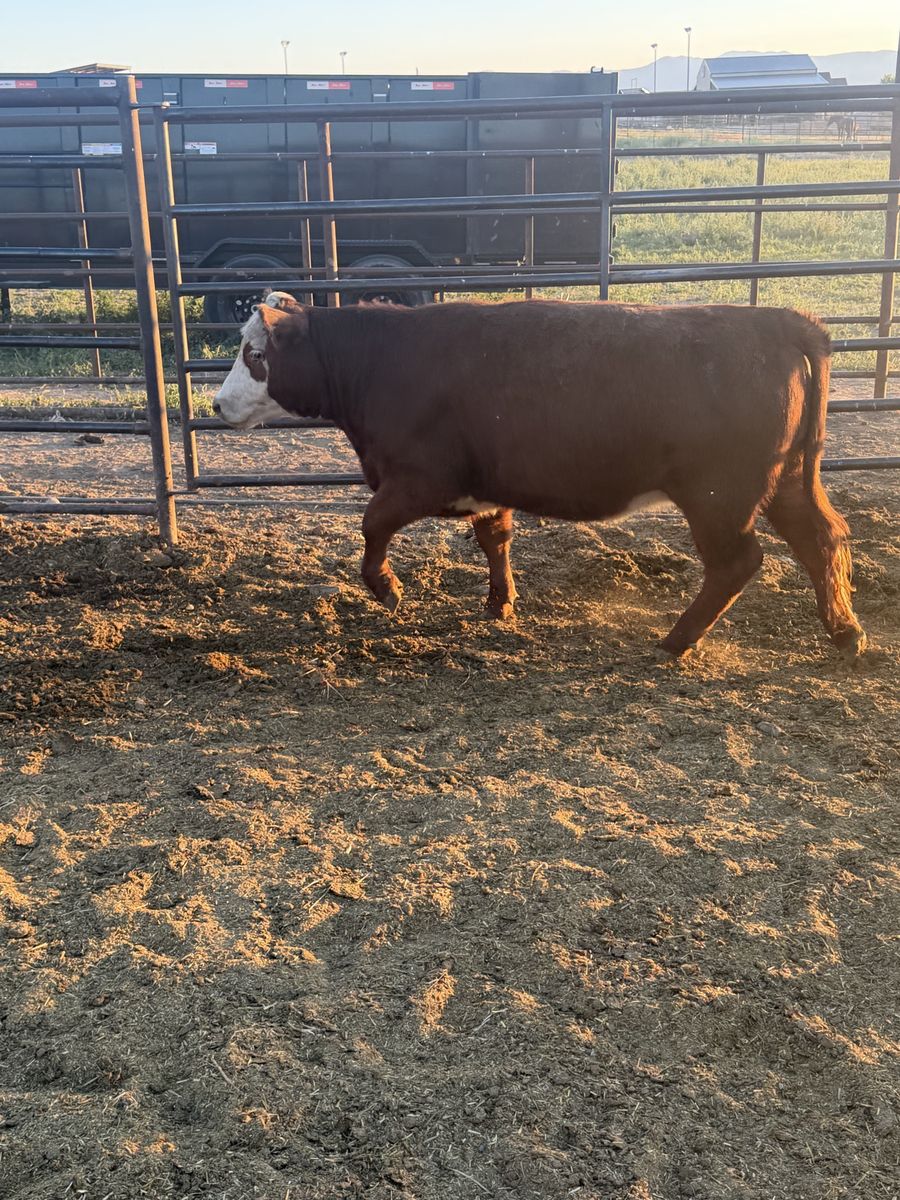 (2) Hereford heifers