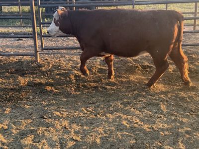 (2) Hereford heifers
