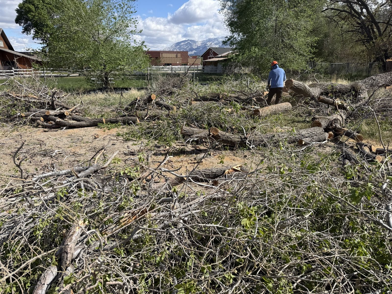 Firewood