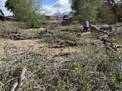 Firewood