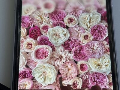 iPhone 11 plus 128 GB