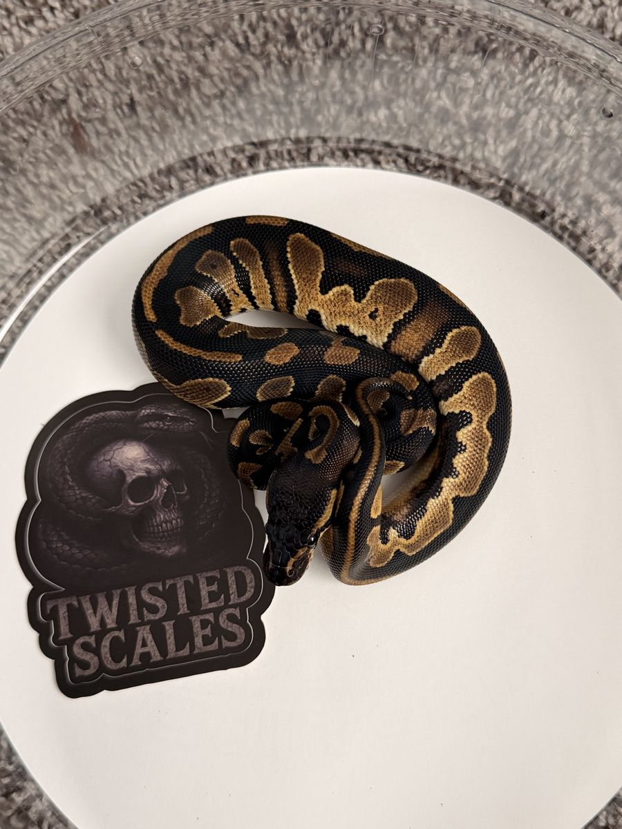 Female ball python
