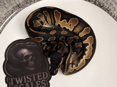 Female ball python