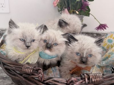 6 week old ragdoll kittens