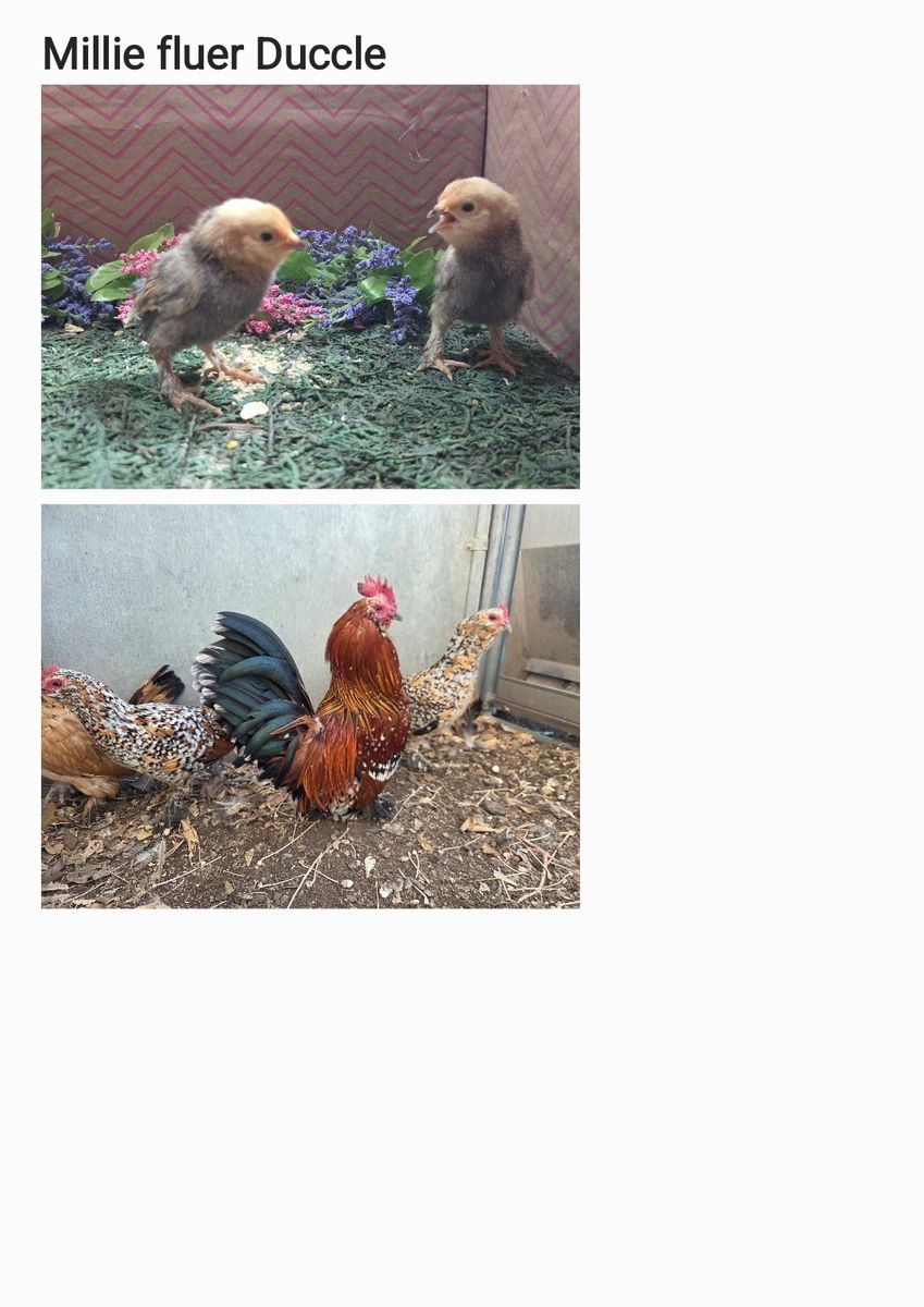 Millie fluer Duccle Chicks