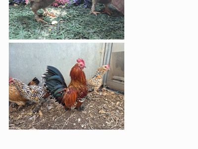 Millie fluer Duccle Chicks