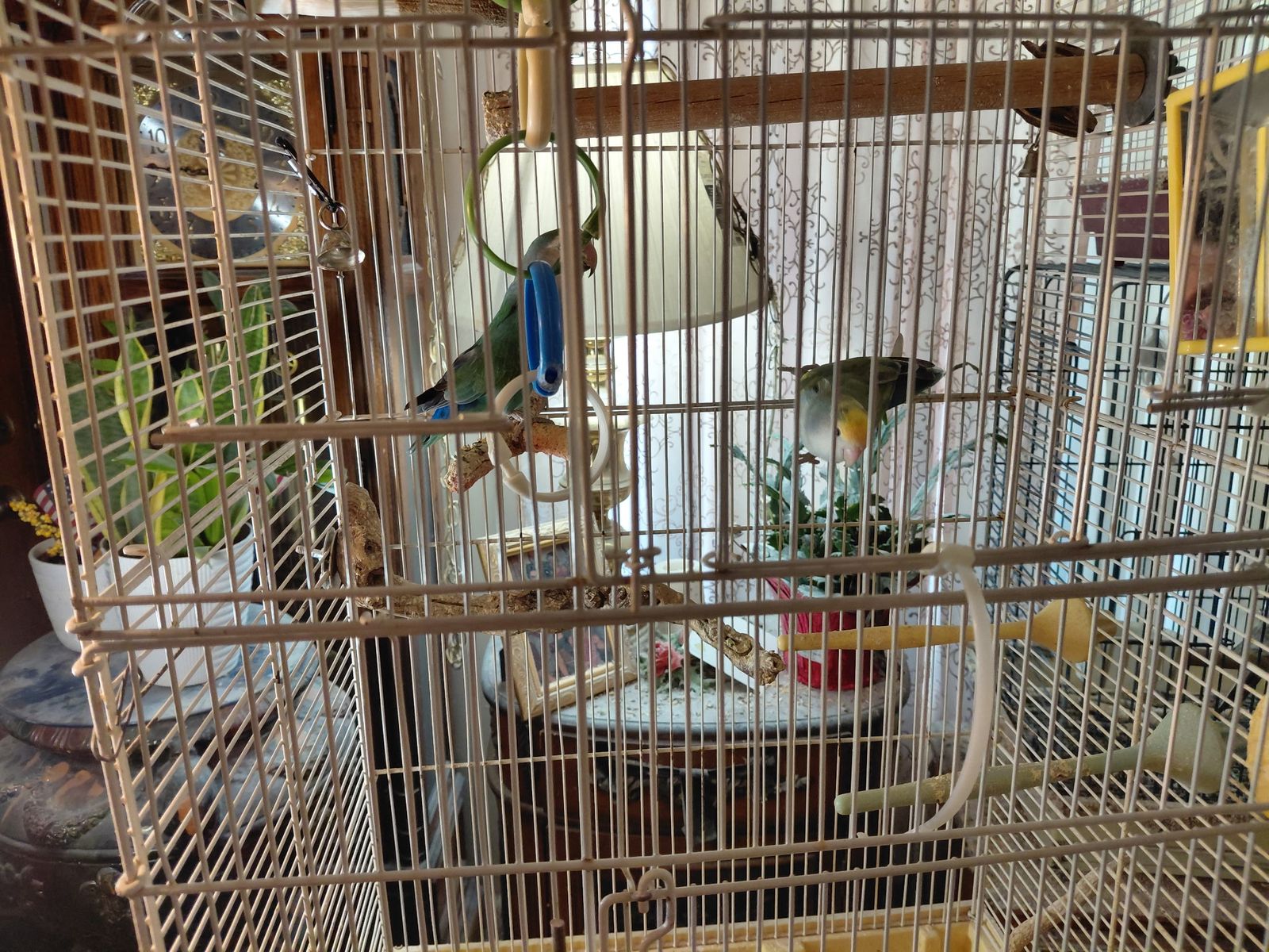 white faced cockatiel