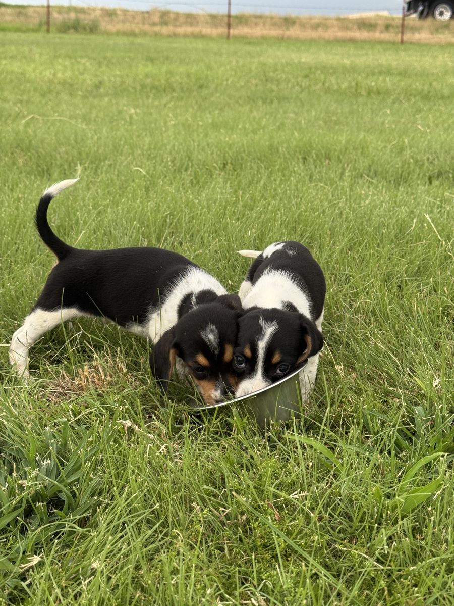 Bluetick Pocket Beagle Puppies