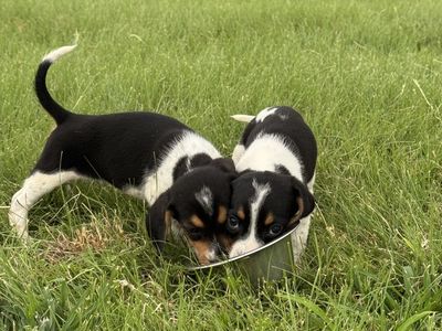 Bluetick Pocket Beagle Puppies