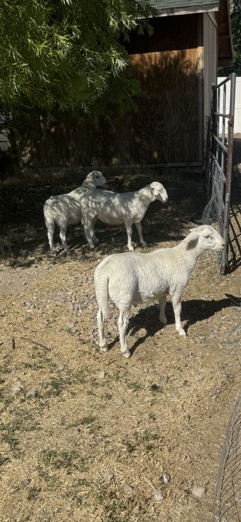 Dorper WhIte Ram Lambs