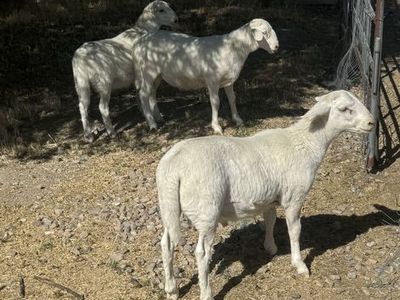 Dorper WhIte Ram Lambs