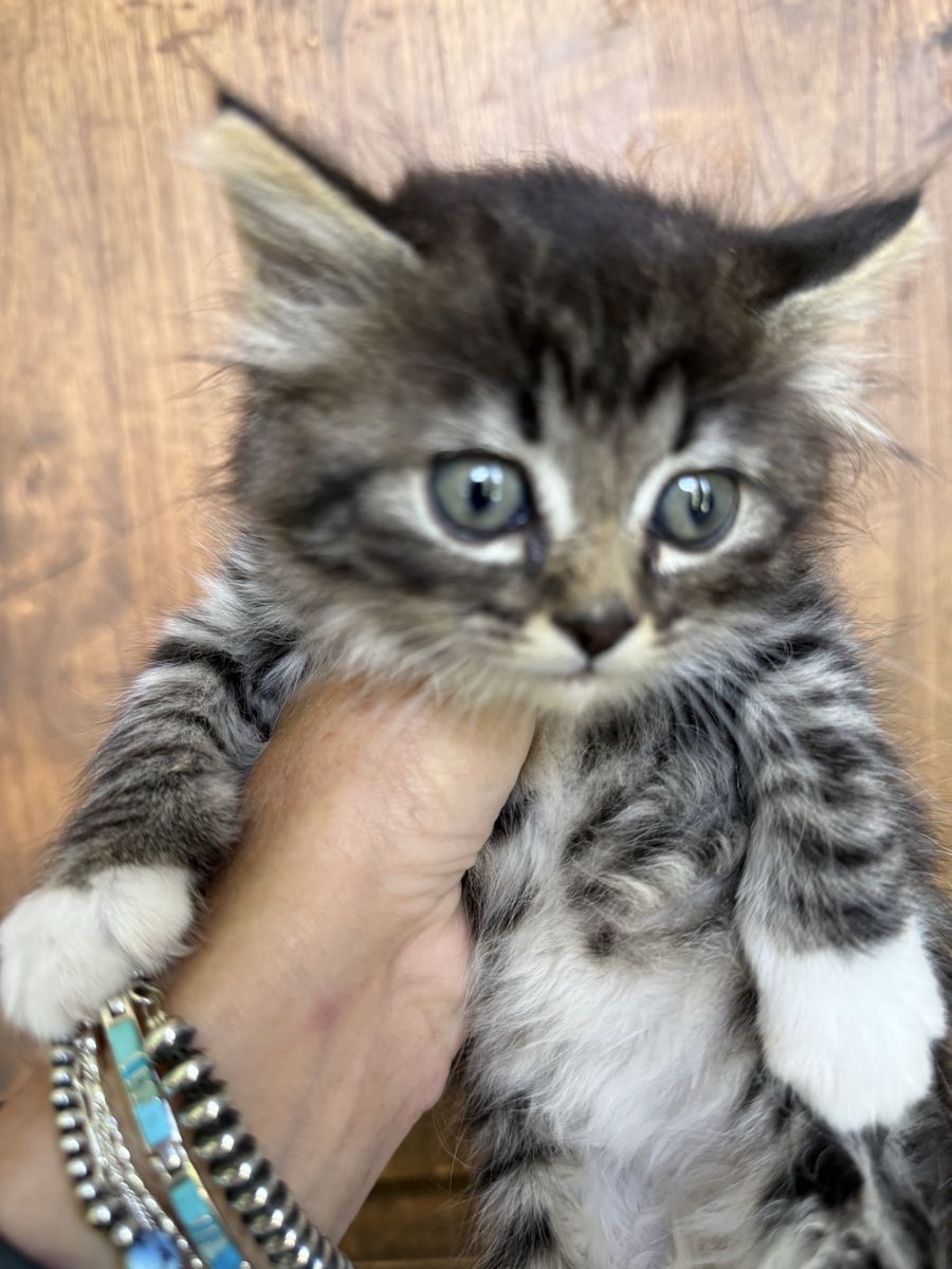 Kittens