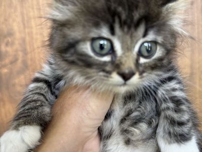 Kittens