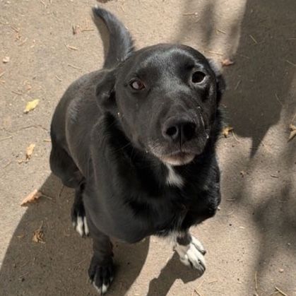 Rehoming a wonderful dog