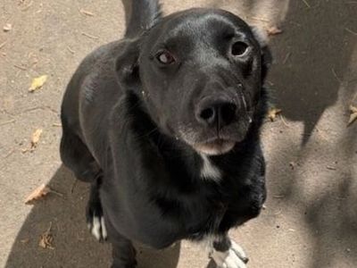Rehoming a wonderful dog