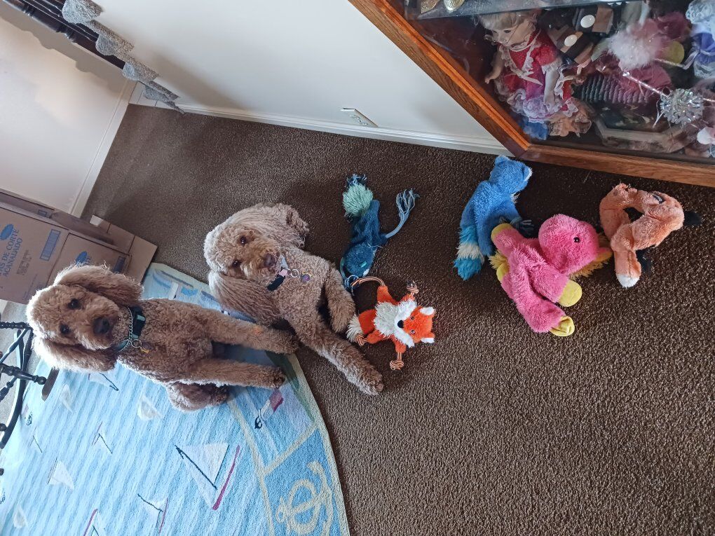 AKC Red Standard Poodle & Goldendoodle stud