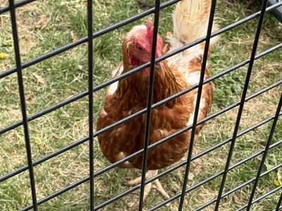 Hens