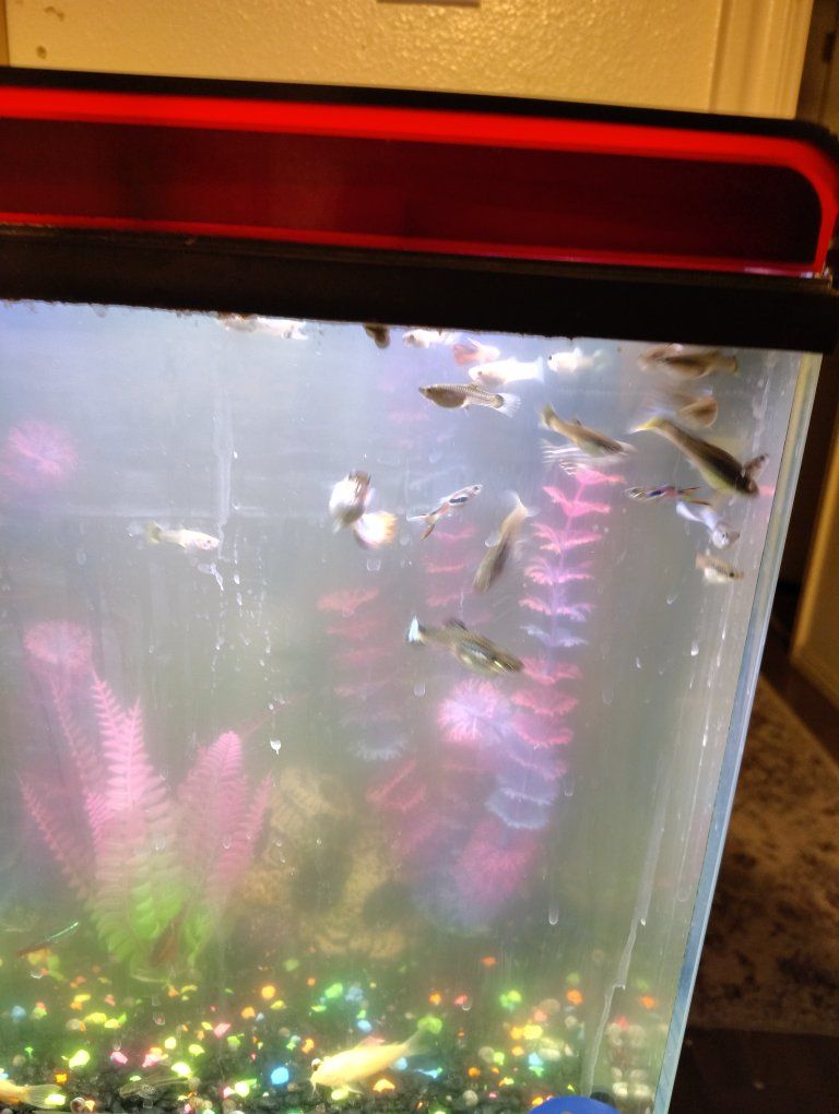 guppies for sale . 50ea