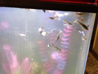 guppies for sale . 50ea
